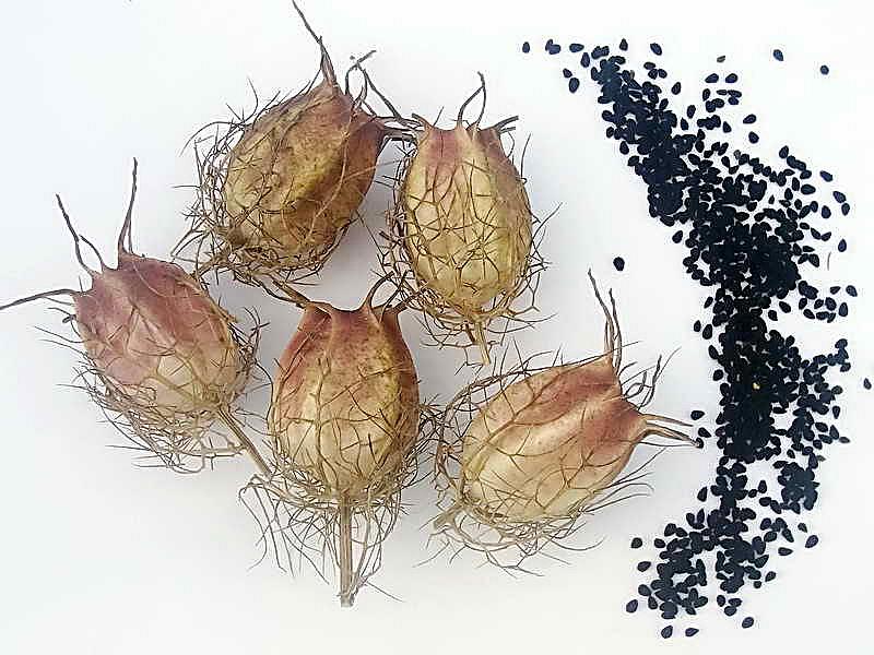 Нигелла (чернушка, kalonji, black onion seeds)